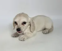 Sweet pea  , a female Miniature Dachshund for sale in Batesburg, SC – 3 of 5