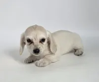 Sweet pea  , a female Miniature Dachshund for sale in Batesburg, SC – 2 of 5