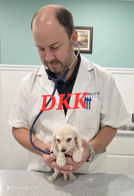 Sweet pea   – Miniature Dachshund puppy for sale in Batesburg, SC