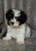 Pookie, a female Yorkipoo for sale in Batesburg, SC – Photo 3 of 4