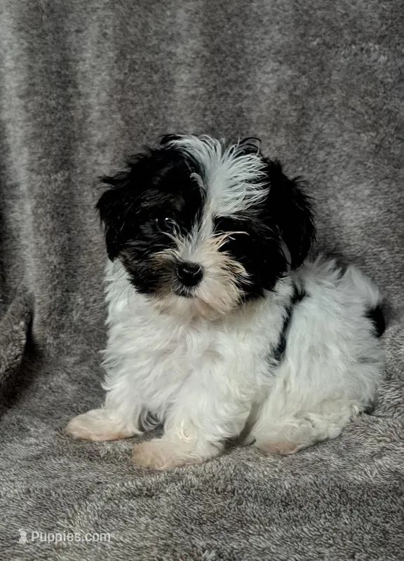 Pookie, a female Yorkipoo for sale in Batesburg, SC – Photo 1 of 4