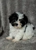 Pookie, a female Yorkipoo for sale in Batesburg, SC – Photo 1 of 4