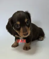 Snickers, a female Miniature Dachshund for sale in Batesburg, SC – 2 of 4