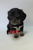Lola, a female Miniature Dachshund for sale in Batesburg, SC – 4 of 5