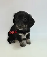 Lola, a female Miniature Dachshund for sale in Batesburg, SC – 5 of 5