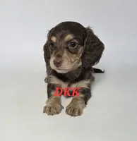 Twix, a female Miniature Dachshund for sale in Batesburg, SC – 4 of 4