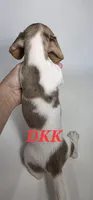 Dottie , a female Miniature Dachshund for sale in Batesburg, SC – 4 of 4