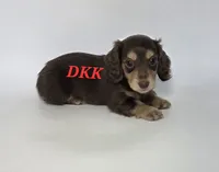Reese , a female Miniature Dachshund for sale in Batesburg, SC – 4 of 5