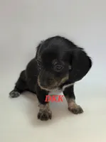 Lola, a female Miniature Dachshund for sale in Batesburg, SC – 2 of 5