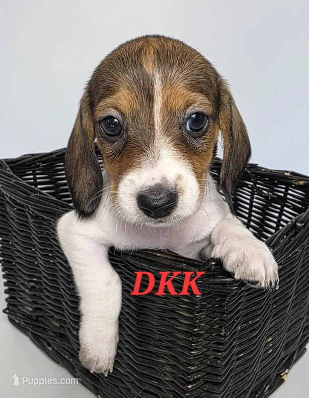 Peggy Sue  – Miniature Dachshund puppy for sale in Batesburg, SC