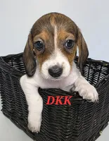 Peggy Sue , a female Miniature Dachshund for sale in Batesburg, SC – 4 of 4