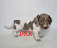 Dottie , a female Miniature Dachshund for sale in Batesburg, SC – 3 of 4