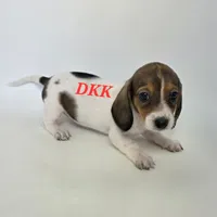 Peggy Sue , a female Miniature Dachshund for sale in Batesburg, SC – 2 of 4