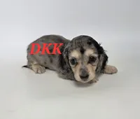 Sweet Pea  , a female Miniature Dachshund for sale in Batesburg, SC – 2 of 4