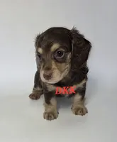 Twix, a female Miniature Dachshund for sale in Batesburg, SC – 3 of 4