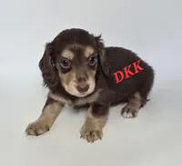 Reese , a female Miniature Dachshund for sale in Batesburg, SC – 5 of 5