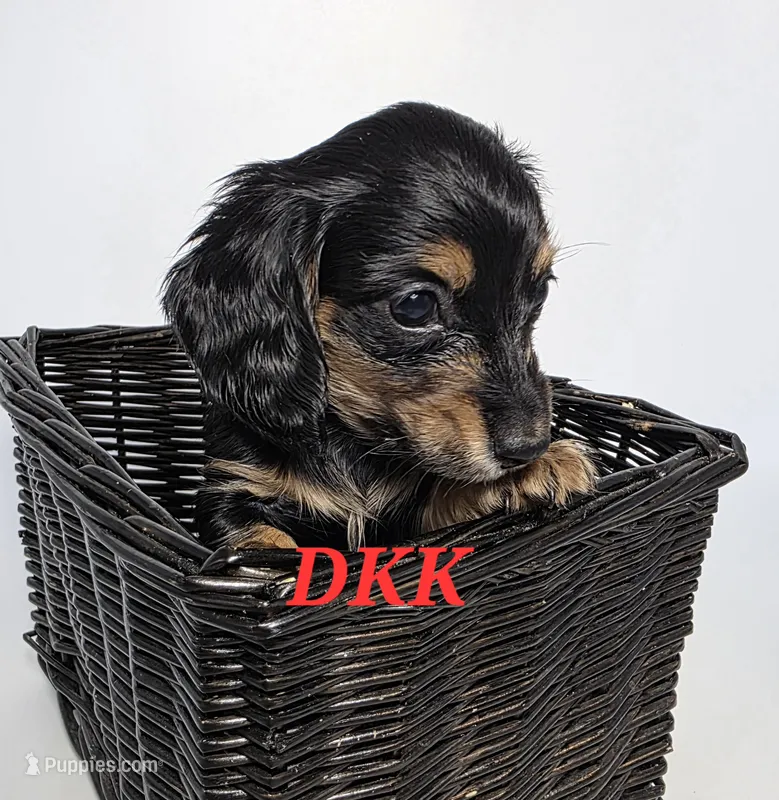 Tiny Tina – Miniature Dachshund puppy for sale in Batesburg, SC