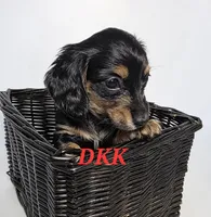 Tiny Tina, a female Miniature Dachshund for sale in Batesburg, SC – 1 of 4