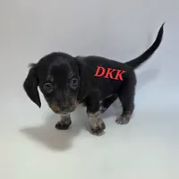 Lola, a female Miniature Dachshund for sale in Batesburg, SC – 3 of 5