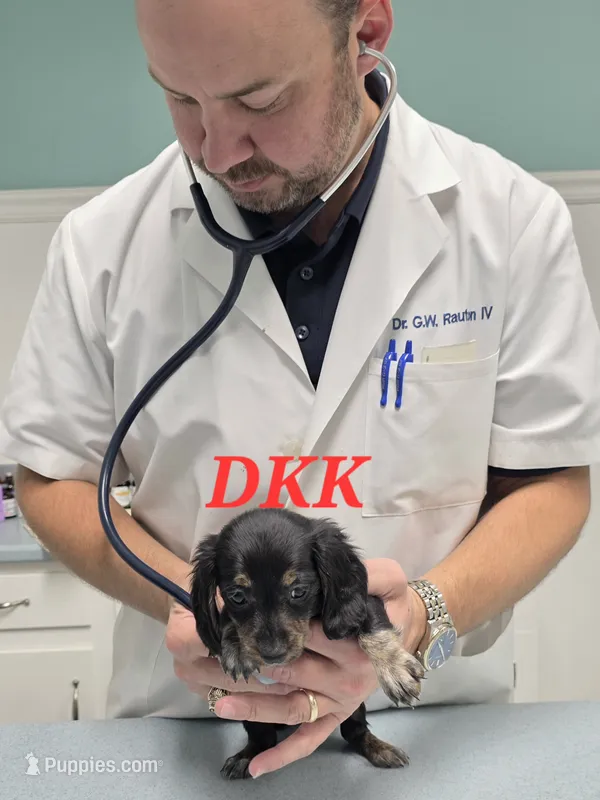 Lola – Miniature Dachshund puppy for sale in Batesburg, SC
