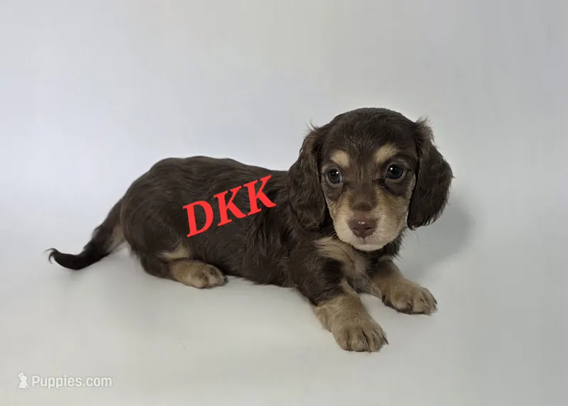 Twix – Miniature Dachshund puppy for sale in Batesburg, SC