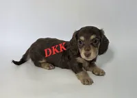 Twix, a female Miniature Dachshund for sale in Batesburg, SC – 1 of 4
