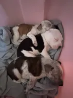 Forbe , a male American Pit Bull Terrier for sale in Dupont, WA – 9 of 10