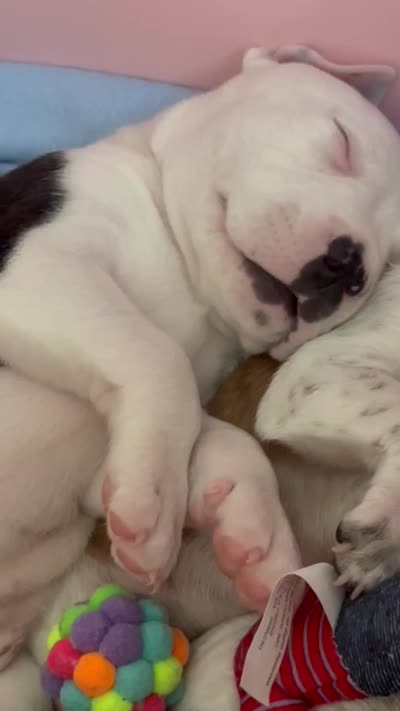 Forbe , a male American Pit Bull Terrier for sale in Dupont, WA – 10 of 10