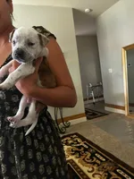 Forbe , a male American Pit Bull Terrier for sale in Dupont, WA – 1 of 10