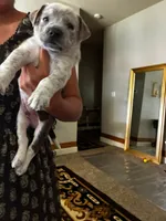 Forbe , a male American Pit Bull Terrier for sale in Dupont, WA – 3 of 10