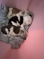 Forbe , a male American Pit Bull Terrier for sale in Dupont, WA – 8 of 10