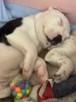 Forbe , a male American Pit Bull Terrier for sale in Dupont, WA – 4 of 10