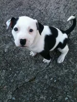 Forbe , a male American Pit Bull Terrier for sale in Dupont, WA – 6 of 10