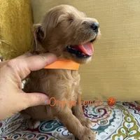 Penny, a female Goldendoodle for sale in Vassar, KS – 3 of 6