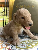 Scout, a male Goldendoodle for sale in Vassar, KS – 3 of 6