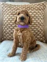 Vera, a female Goldendoodle for sale in Vassar, KS – 5 of 6