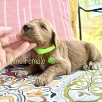 Clara, a female Goldendoodle for sale in Vassar, KS – 3 of 6
