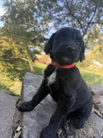 Cider, a male Goldendoodle for sale in Vassar, KS – 5 of 5