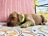 Clara, a female Goldendoodle for sale in Vassar, KS – 6 of 6