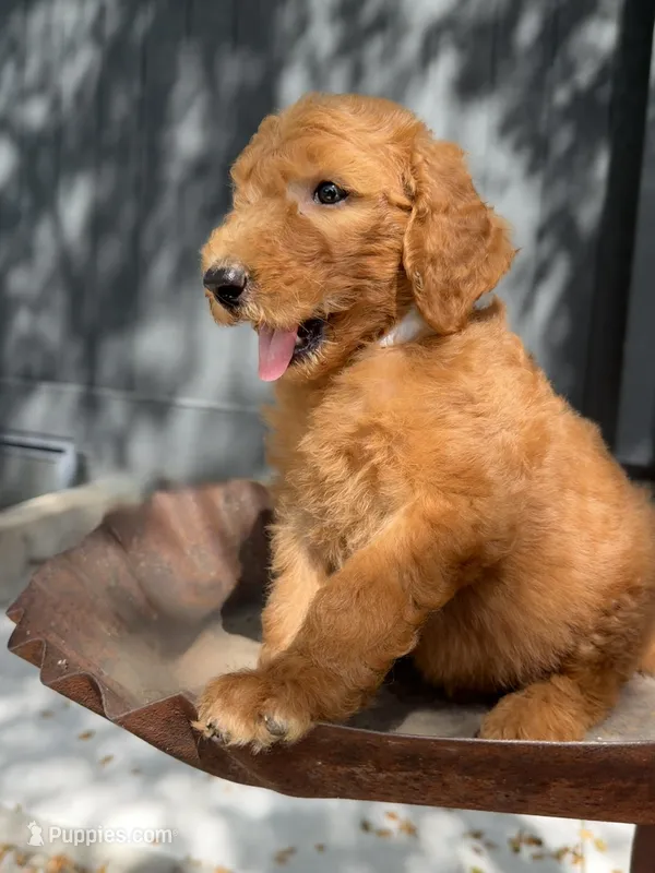 Chip – Goldendoodle puppy for sale in Vassar, KS