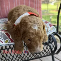 Miller, a male Goldendoodle for sale in Vassar, KS – 6 of 6