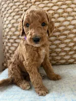 Vera, a female Goldendoodle for sale in Vassar, KS – 3 of 6