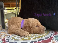 Vera, a female Goldendoodle for sale in Vassar, KS – 2 of 6