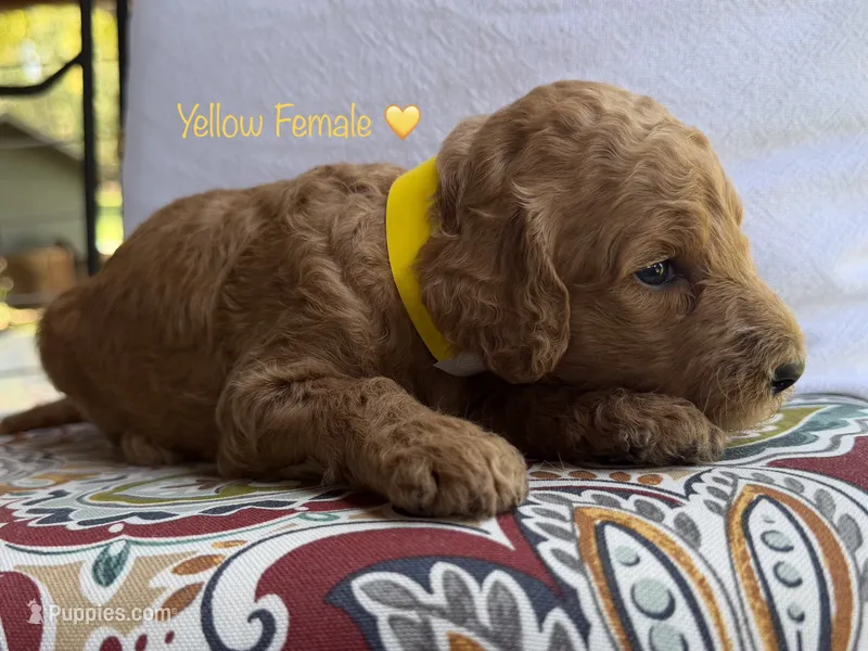Sunny – Goldendoodle puppy for sale in Vassar, KS