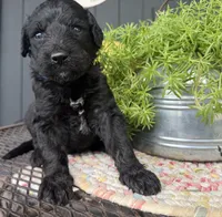 Ember, a male Goldendoodle for sale in Vassar, KS – 2 of 4