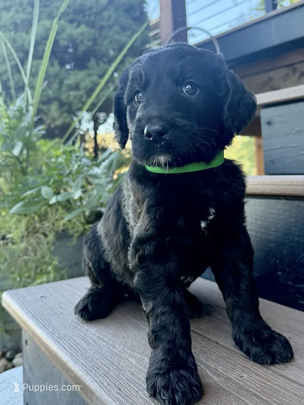 Rusty – Goldendoodle puppy for sale in Vassar, KS