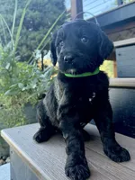Rusty, a male Goldendoodle for sale in Vassar, KS – 1 of 5