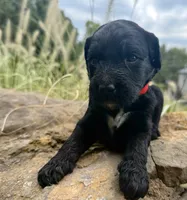 Cider, a male Goldendoodle for sale in Vassar, KS – 4 of 4