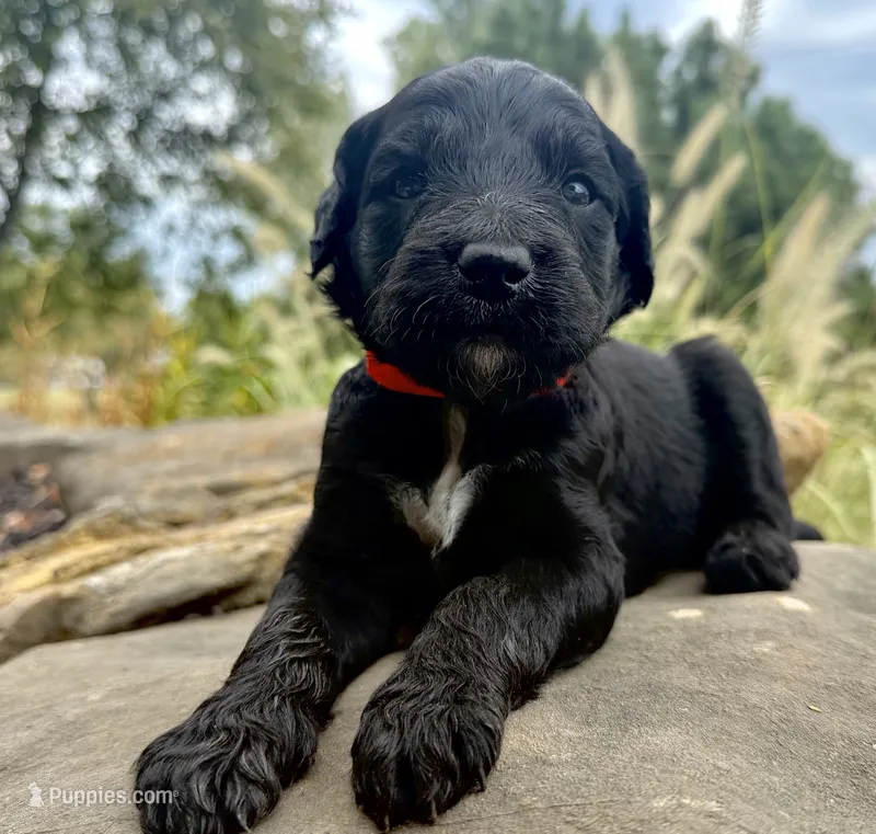 Cider – Goldendoodle puppy for sale in Vassar, KS