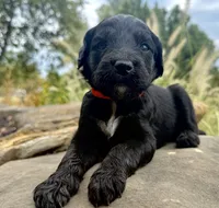 Cider, a male Goldendoodle for sale in Vassar, KS – 1 of 4